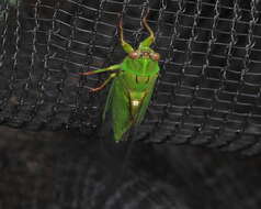 Image of April green cicada