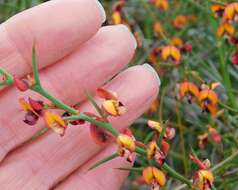 Image of Daviesia incrassata Sm.