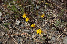 Image of widecalyx monkeyflower