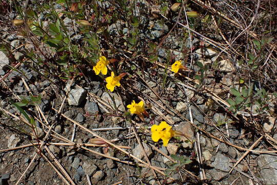 Слика од Erythranthe microphylla (Benth.) G. L. Nesom