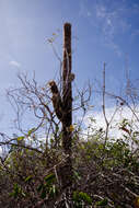 Image of Coleocephalocereus goebelianus (Vaupel) Buining & Brederoo