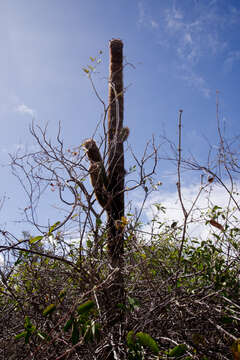 Coleocephalocereus goebelianus (Vaupel) Buining & Brederoo的圖片