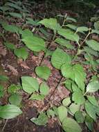 Image of Broad-leaved goldenrod