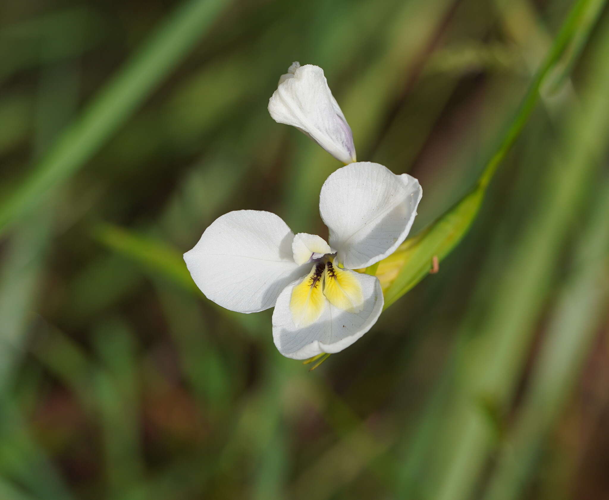 Imagem de Diplarrena moraea Labill.