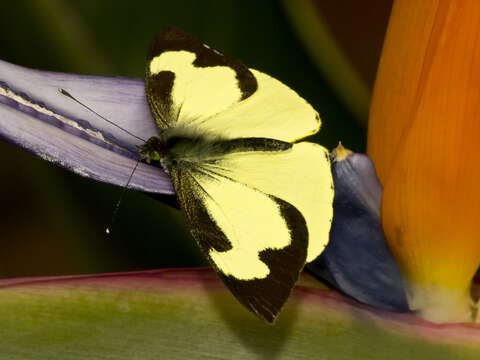 Image of Leptophobia eleone (Doubleday 1847)