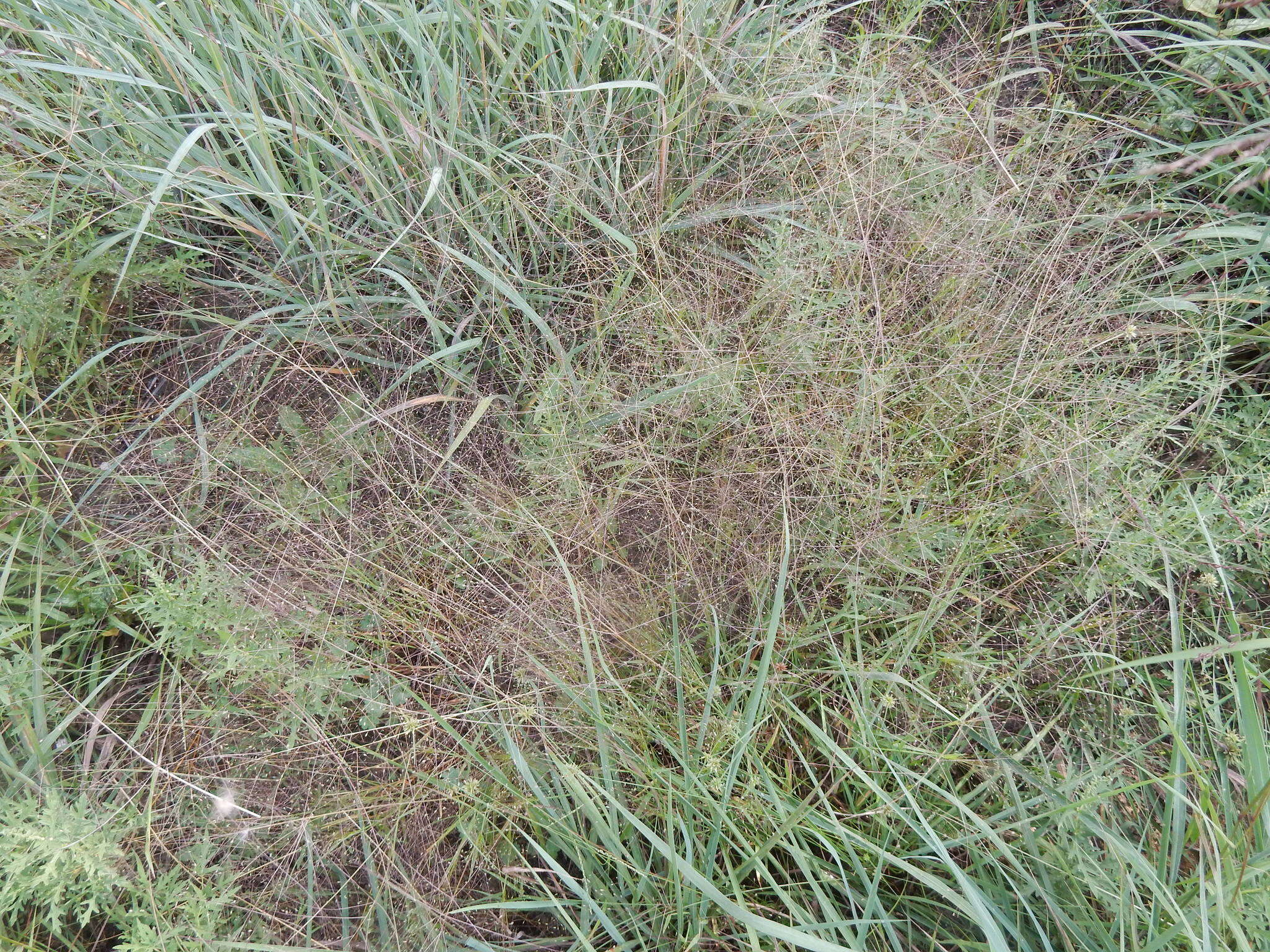 Image of witch grass