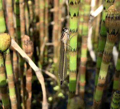 Image of Norfolk Damselfly