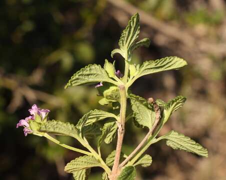 Image de Lantana rugosa Thunb.