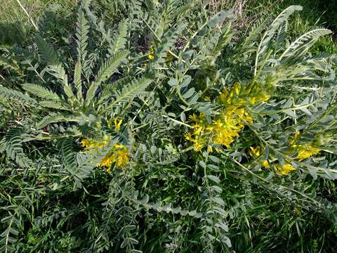 صورة Astragalus macrocarpus DC.