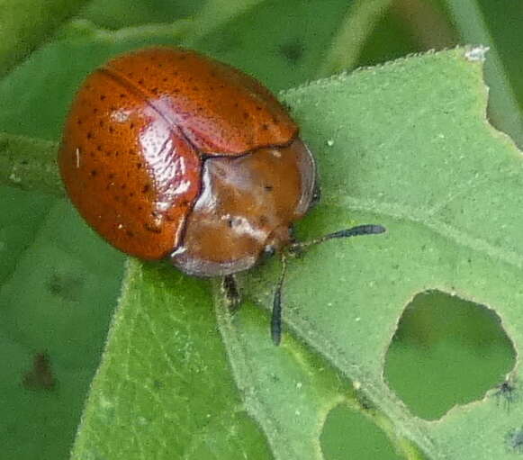 Image of Chelymorpha subpunctata Boheman 1854