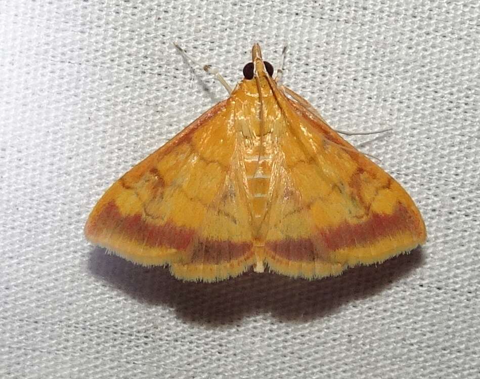 Image of Pyrausta onythesalis Walker 1859