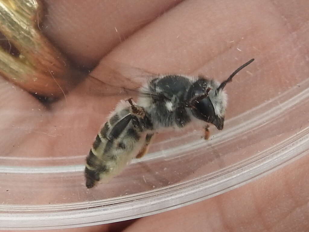 Imagem de Megachile lippiae Cockerell 1900