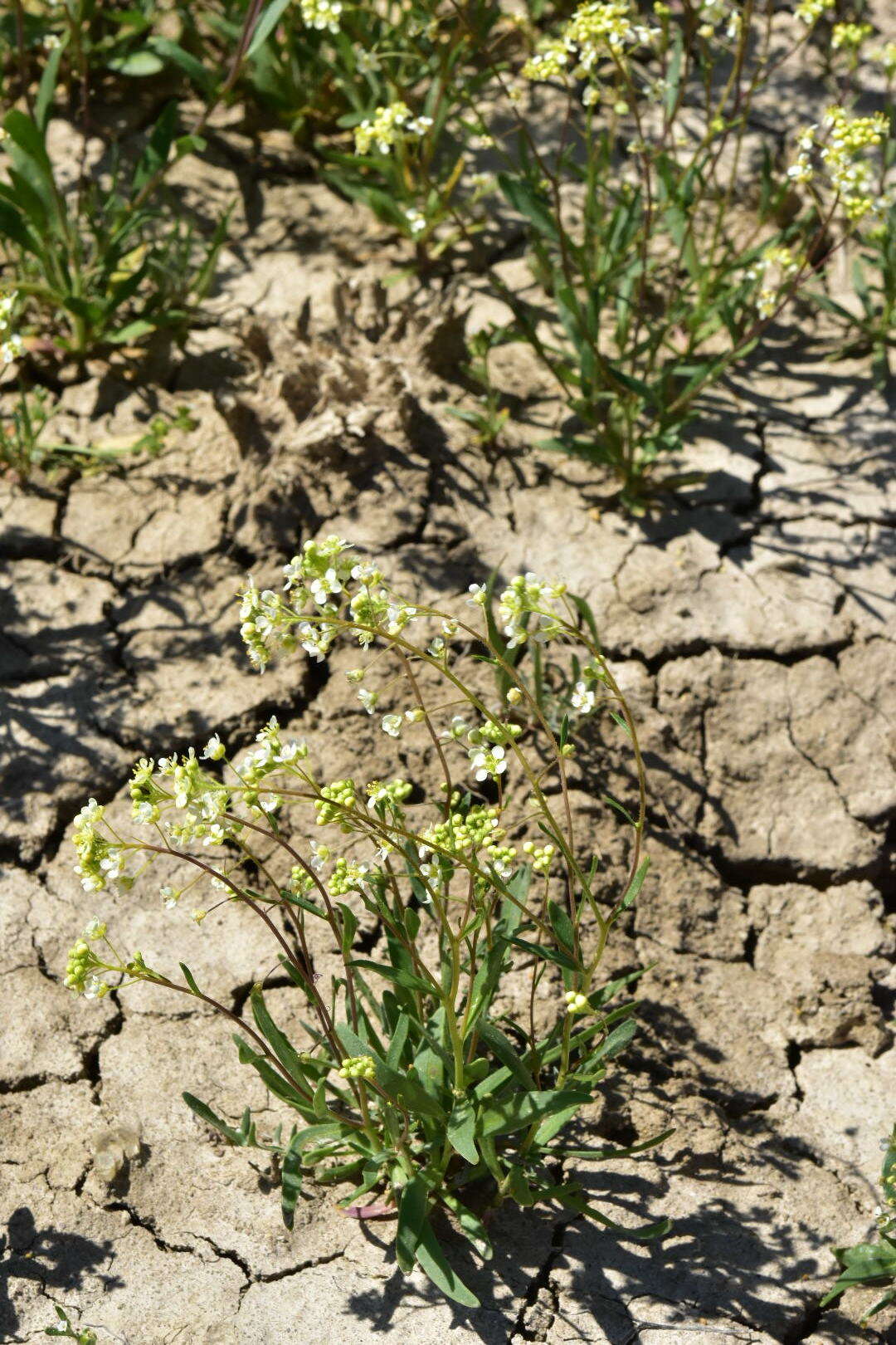 Image of Panoche pepperweed