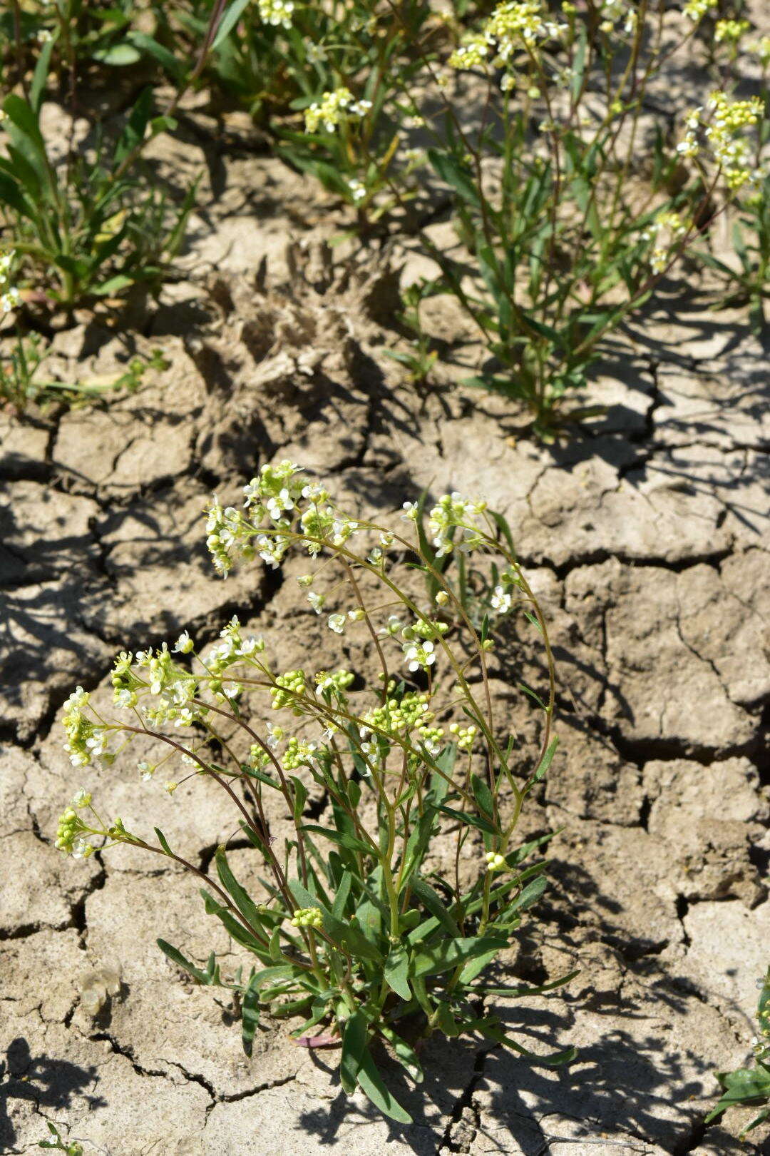 Image de Lepidium jaredii subsp. album