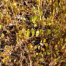 Plancia ëd Osteospermum pyrifolium Norlindh