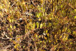 Plancia ëd Osteospermum pyrifolium Norlindh