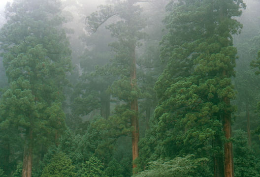 Image of Japanese Cedar