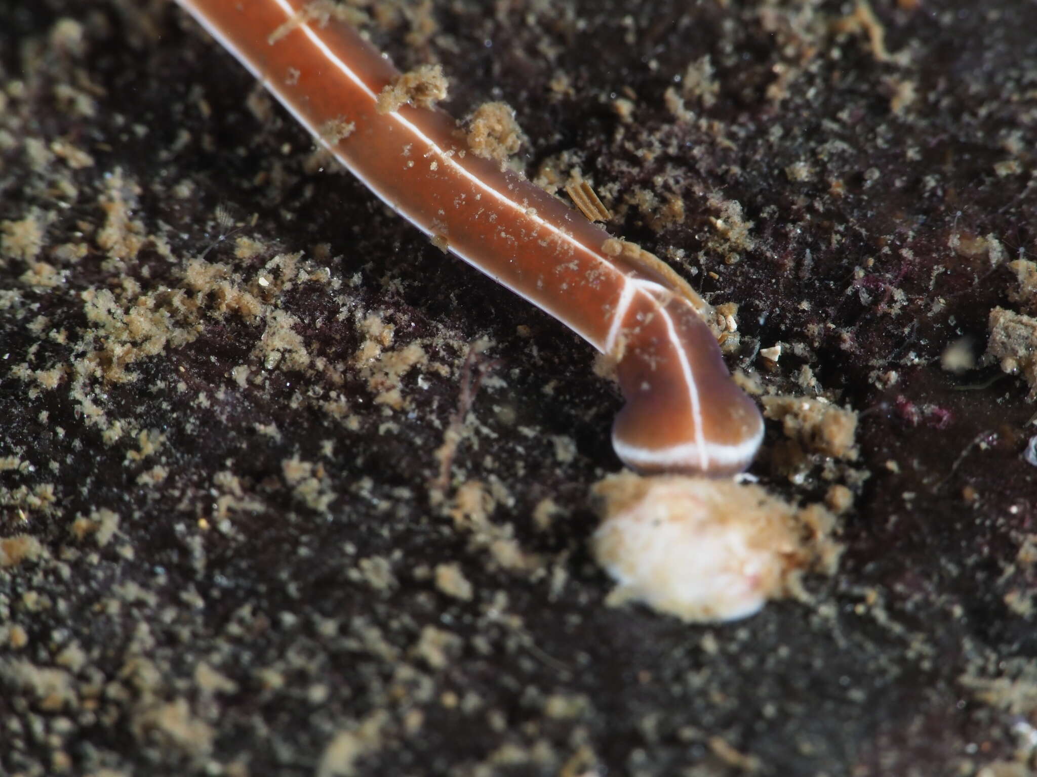Image of football Jersey worm