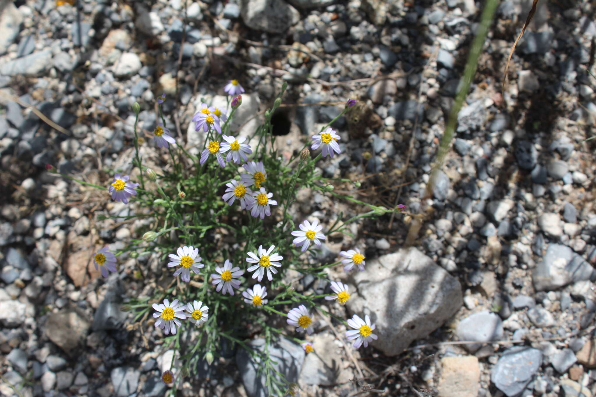 Image of manyflower leastdaisy