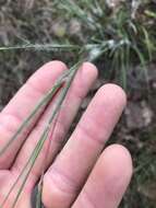 Schizachyrium scoparium subsp. divergens (Hack.) Gandhi & Smeins resmi