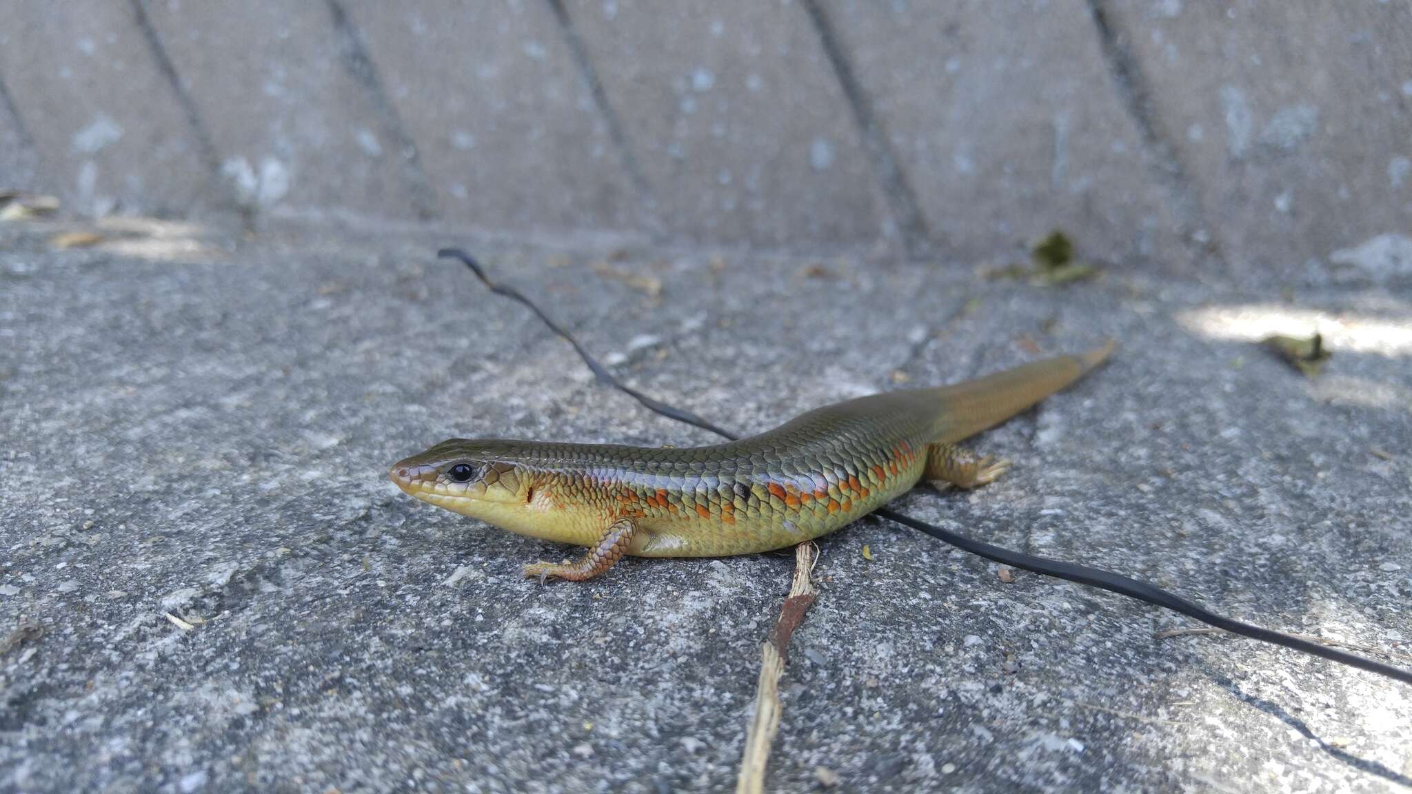 Plestiodon chinensis (Gray 1838) resmi