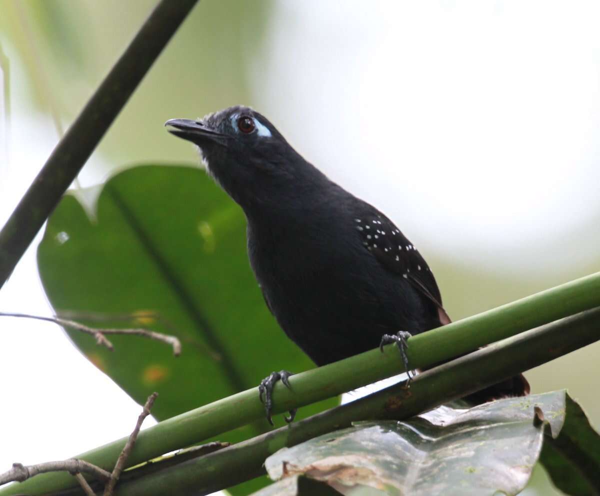 Image of Plumbeous Antbird