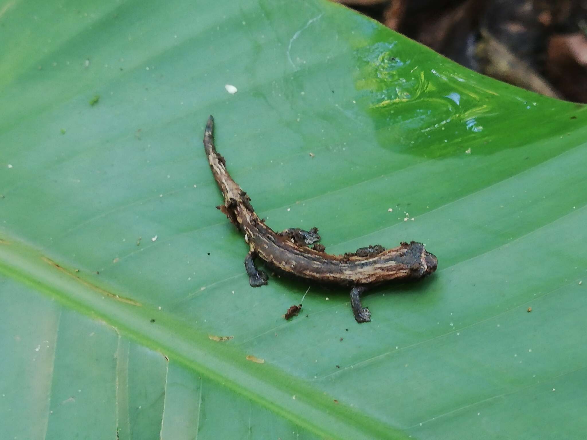 Image of Nauta Salamander