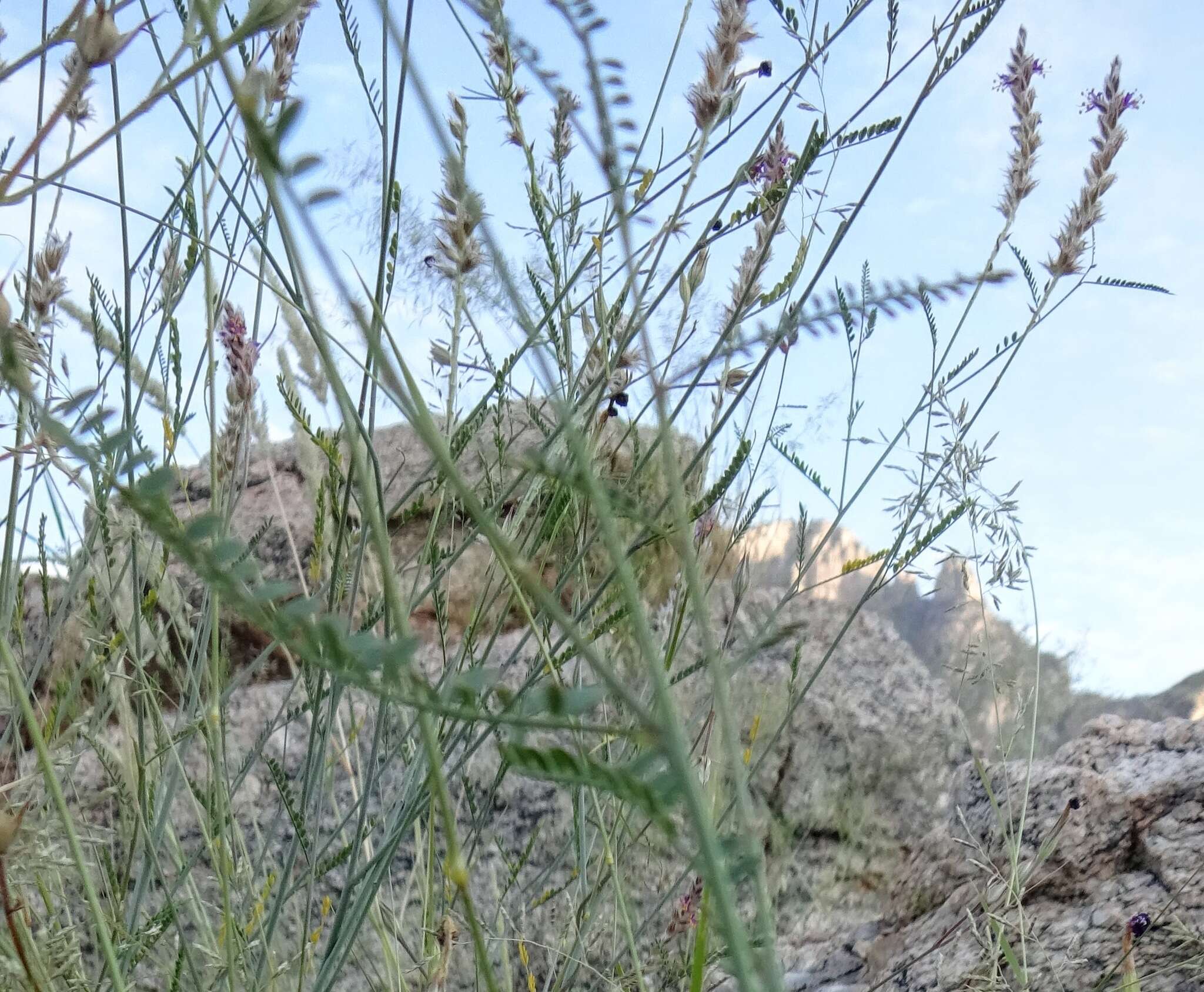 Image of Pringle's prairie clover