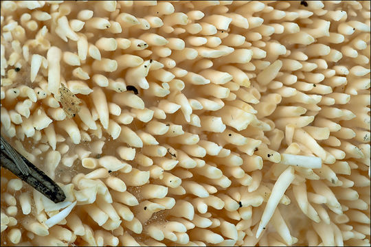 Image of Hedgehog Mushroom