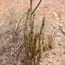 Image of Arrojadoa rhodantha (Gürke) Britton & Rose