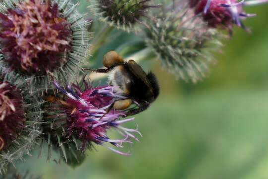 Image of <i>Bombus soroeensis proteus</i>