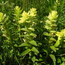 Image of Ajuga laxmannii (Murray) Benth.