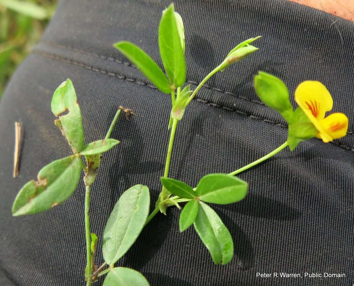 Image of Caterpillar bean