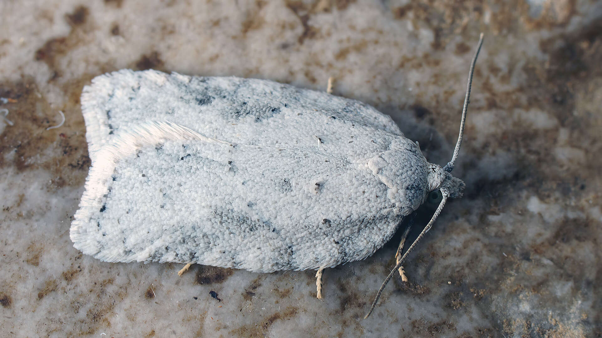 Image of Black-headed Birch Leafroller