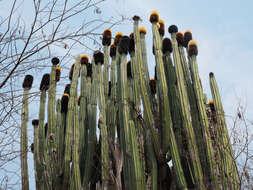 Image of Grenadier's Cap Cactus