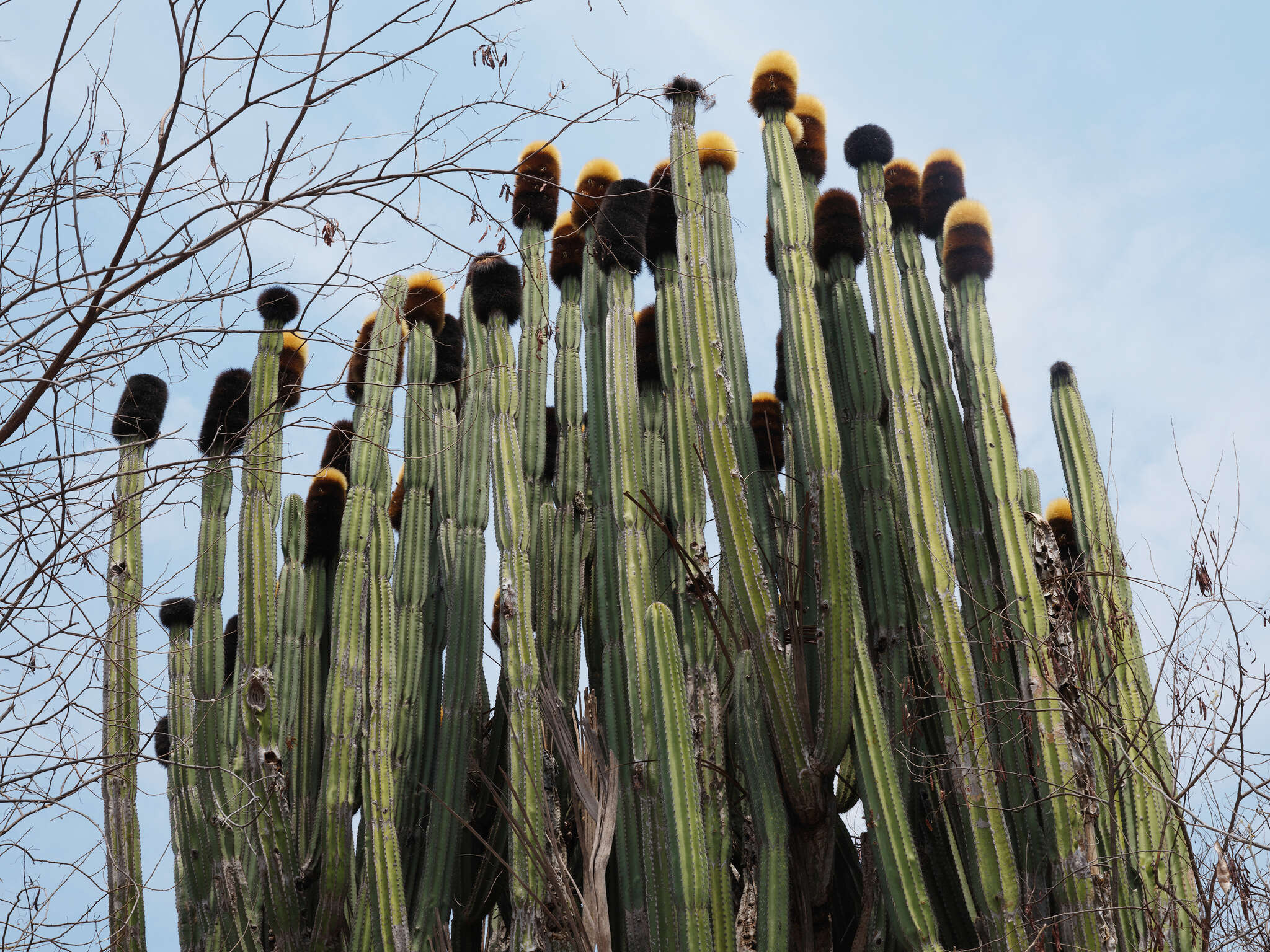 Image of Grenadier's Cap Cactus