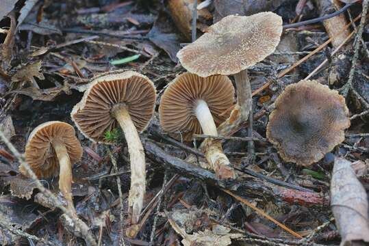 Image of Cortinarius iliopodius (Bull.) Fr. 1838