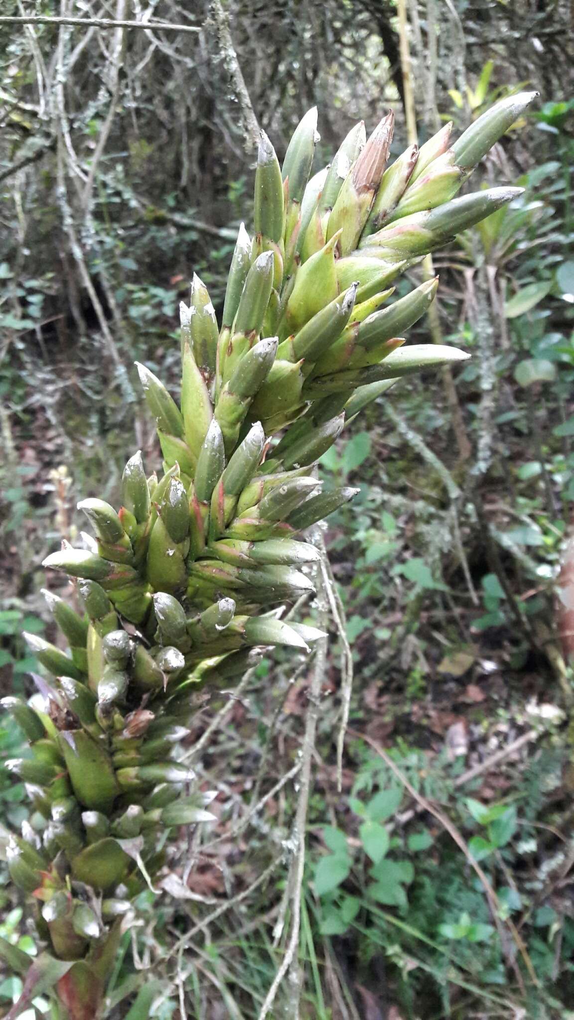 Imagem de Tillandsia pastensis André