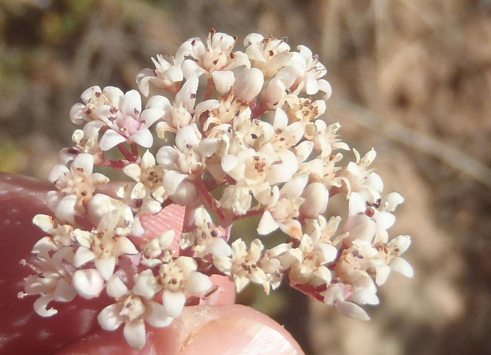 Image of Crassula rupestris subsp. rupestris