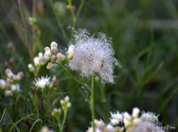 Image of Baccharis stenophylla Ariza Espinar