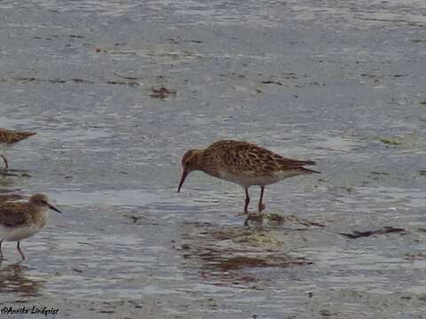 Image of Pectoral Sandpiper