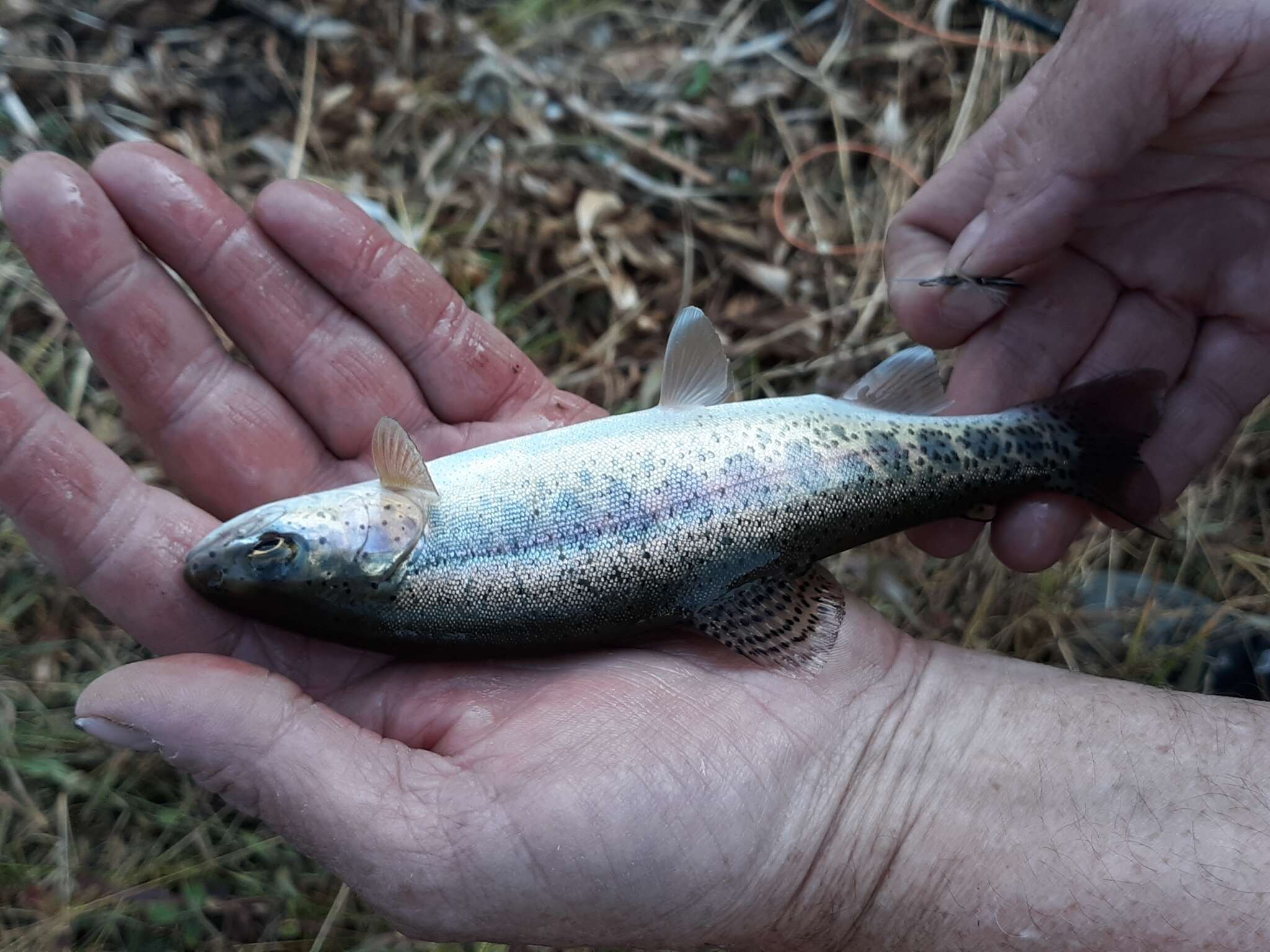 Image of Oncorhynchus mykiss gairdnerii (Richardson 1836)