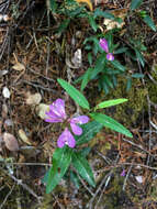 Image of California milkwort