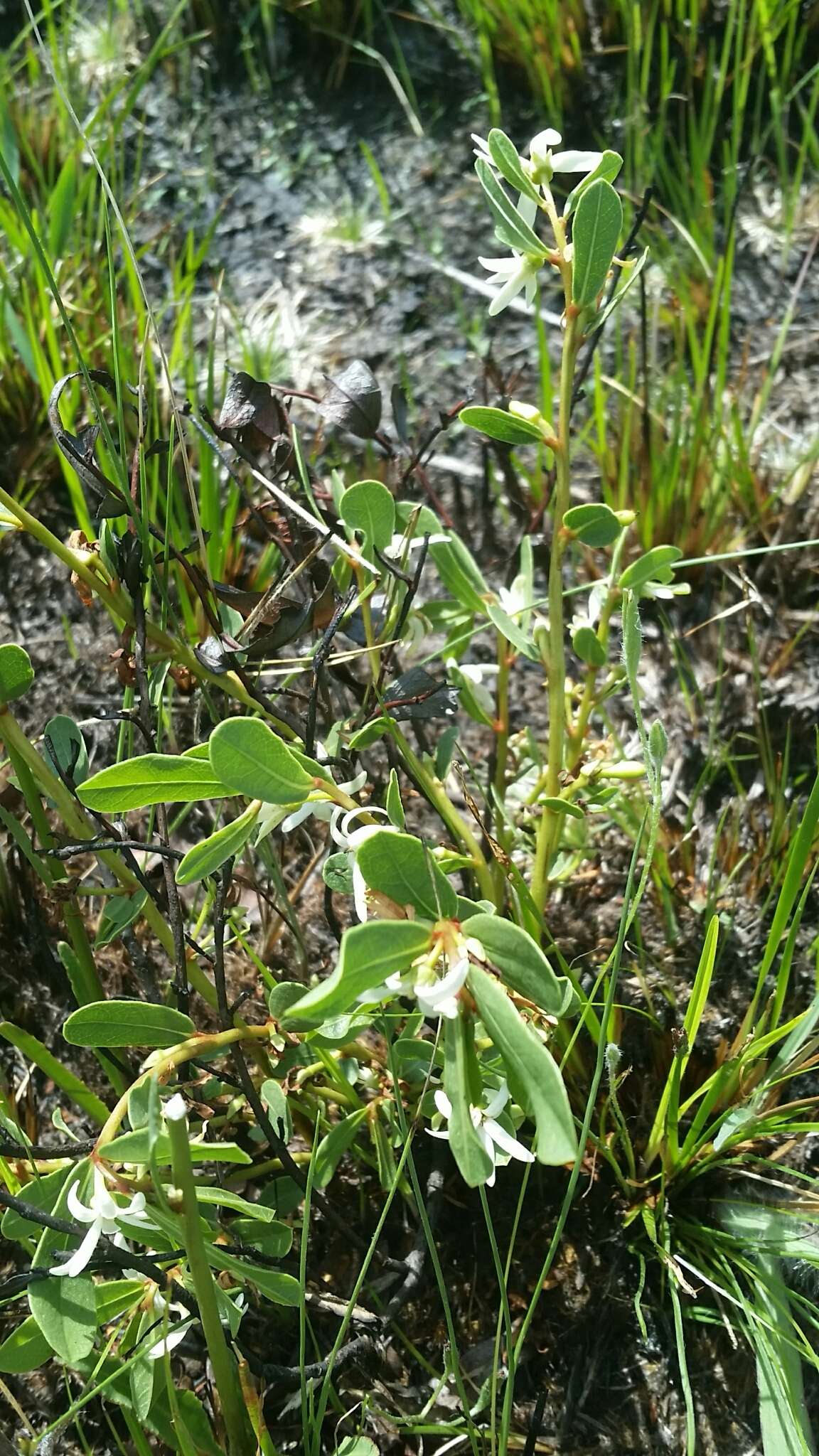 Image of Royal False Pawpaw