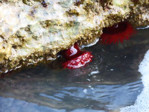 Image of Actinia mediterranea Schmidt 1971