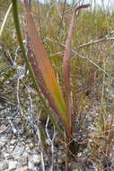 Image of Mountain pipes