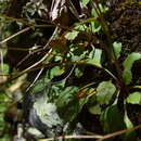 Image of Golden-Eye Pseudosaxifrage