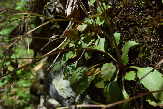 Plancia ëd Micranthes careyana (Gray) Small