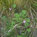 Image of Pelargonium hypoleucum Turcz.