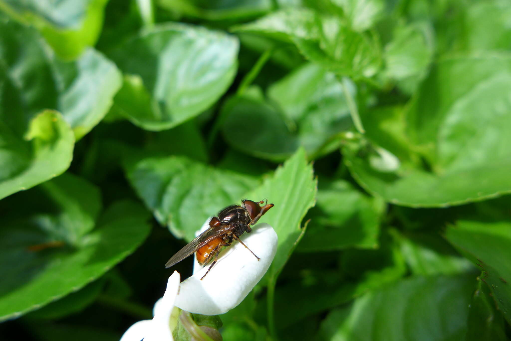 Image of Rhingia campestris Meigen 1822